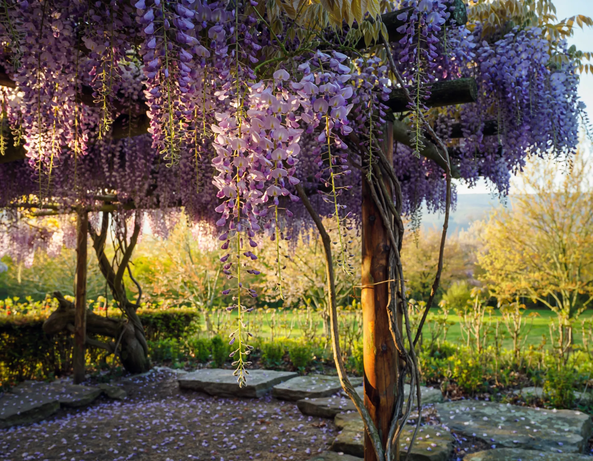 春の絶景！藤の花